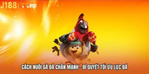 Cách Nuôi Gà Đá Chân Mạnh - Bí Quyết Tối Ưu Lực Đá