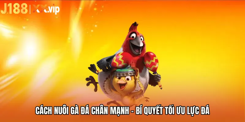 Cách Nuôi Gà Đá Chân Mạnh - Bí Quyết Tối Ưu Lực Đá