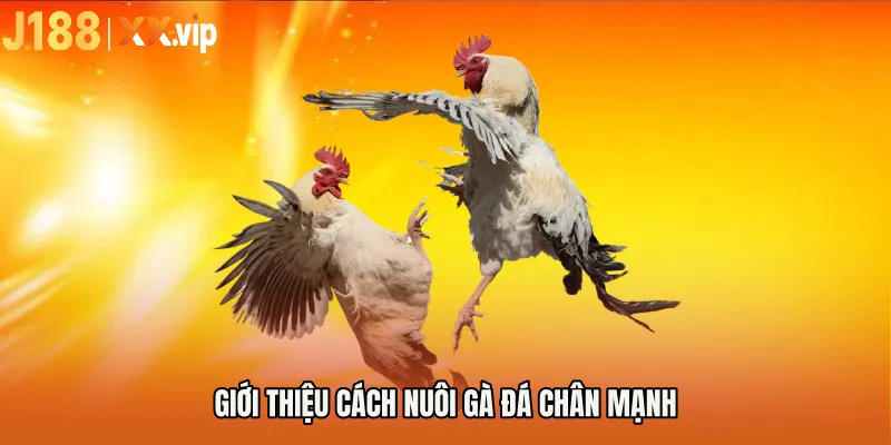 Giới thiệu cách nuôi gà đá chân mạnh